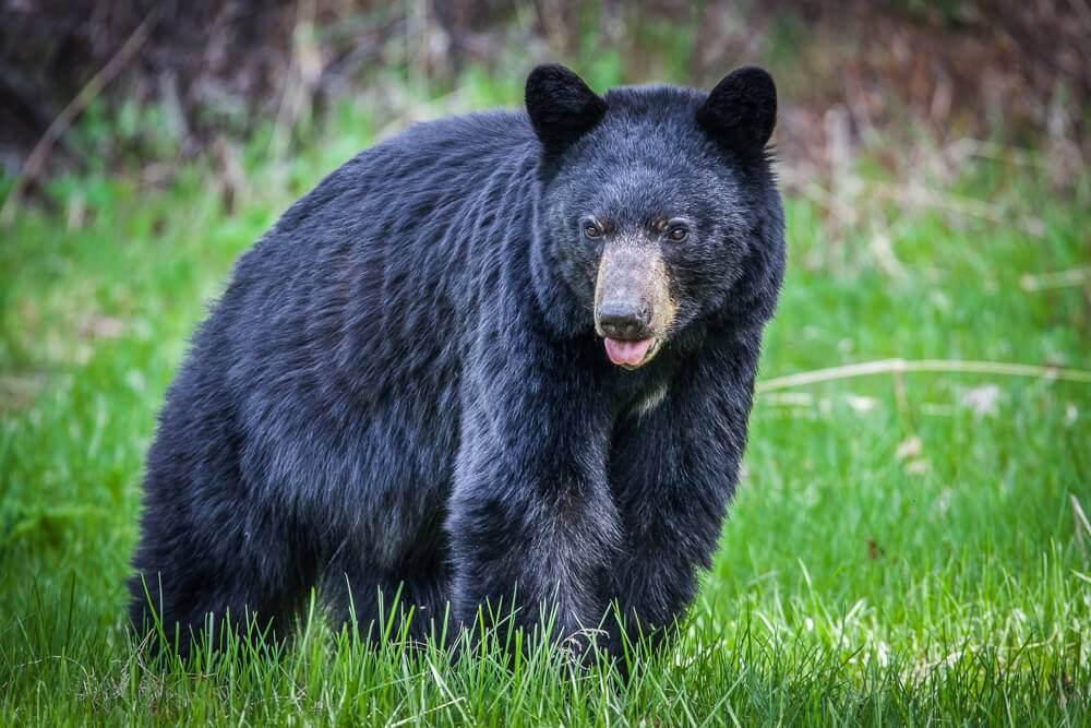 Kanada Alaska