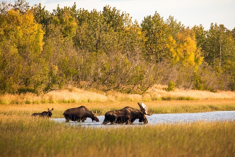 Kanada Alaska