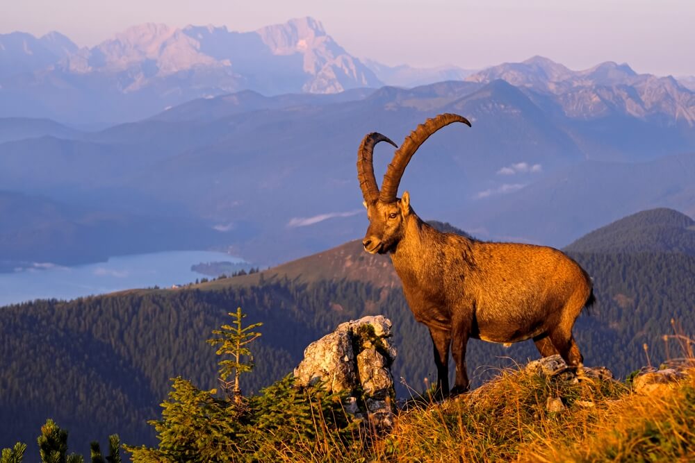 Alpen