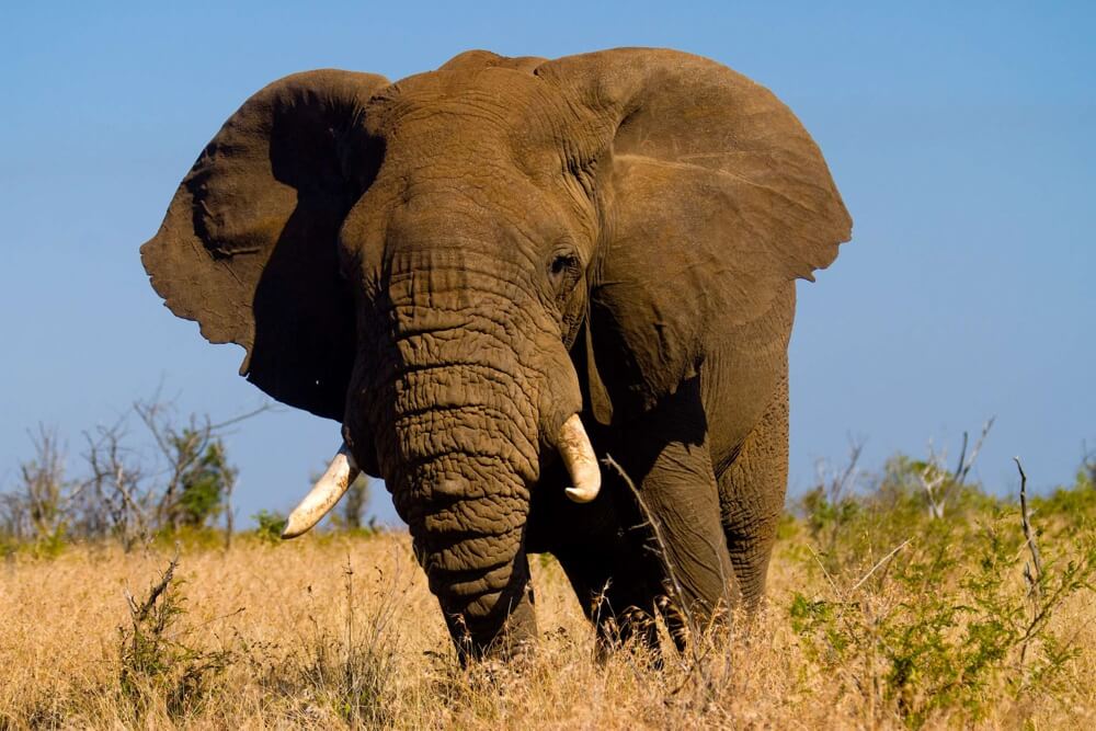 Südafrika