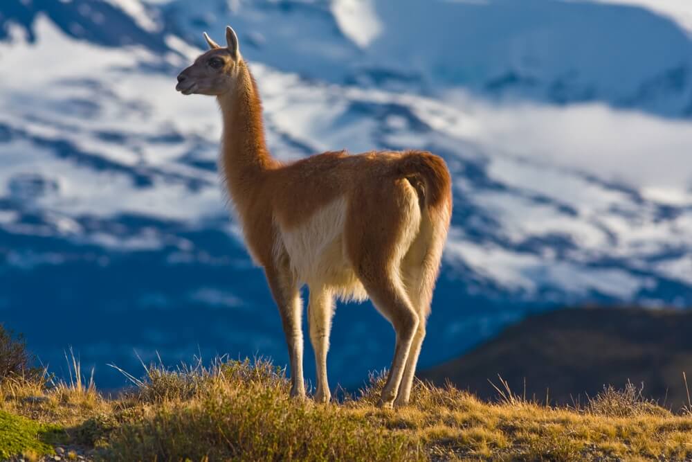 Chile