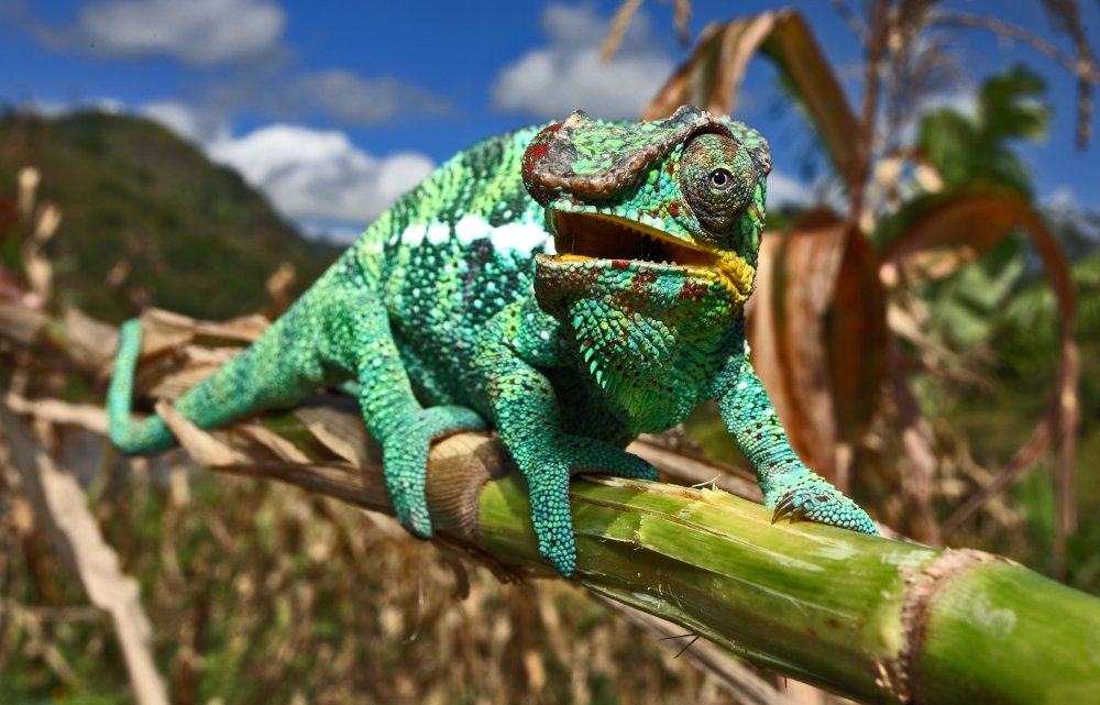 Madagaskar - Josef Niedermeier