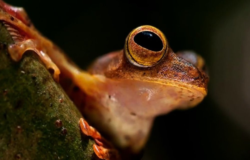 Dschungel - Dieter Schonlau