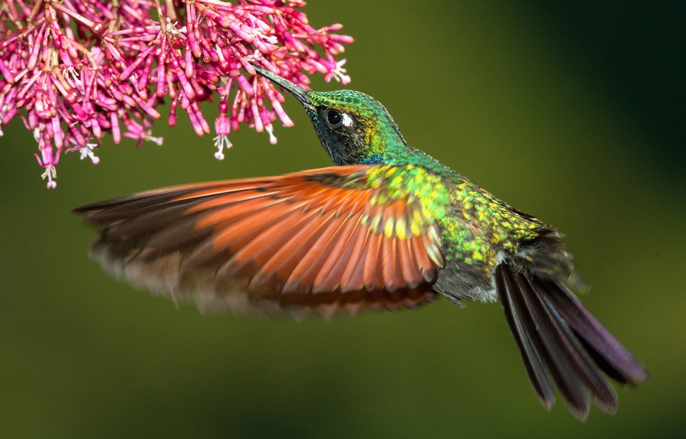 Regenwald - Dieter Schonlau