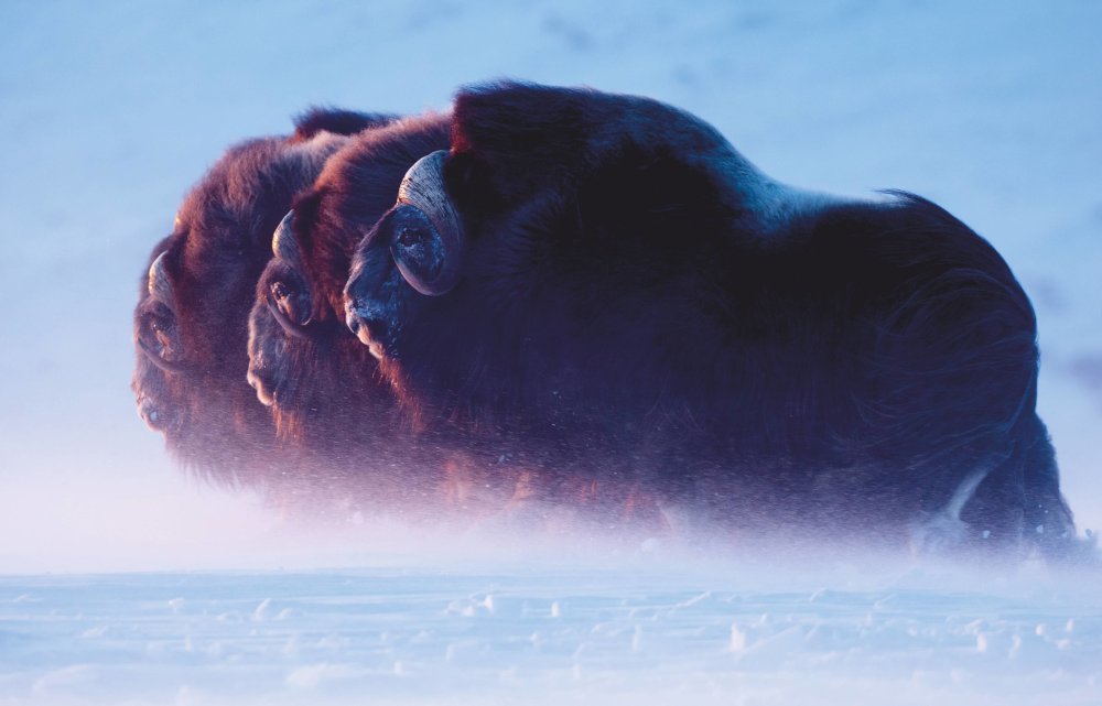 Ruf der Wildnis - Florian Schulz