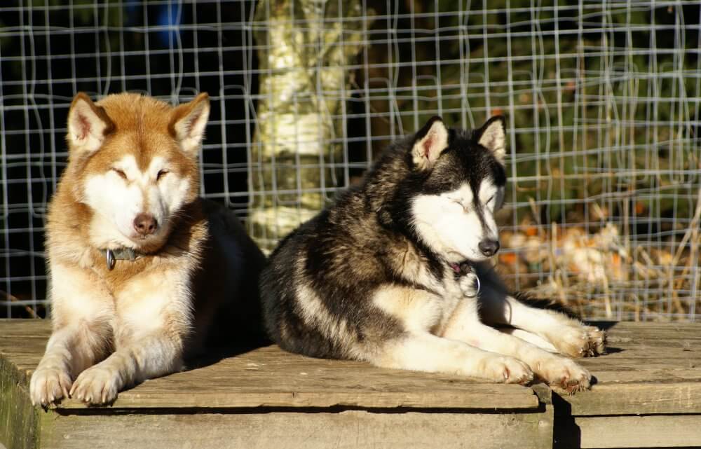 2007 Huskys